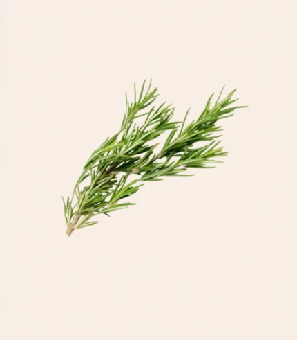 Rosemary Leaves-Gulmehendi