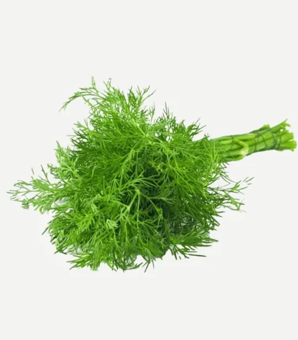 Buy Fresh Dill Leaves (Sowa / Soya Saag) Online in Bengaluru