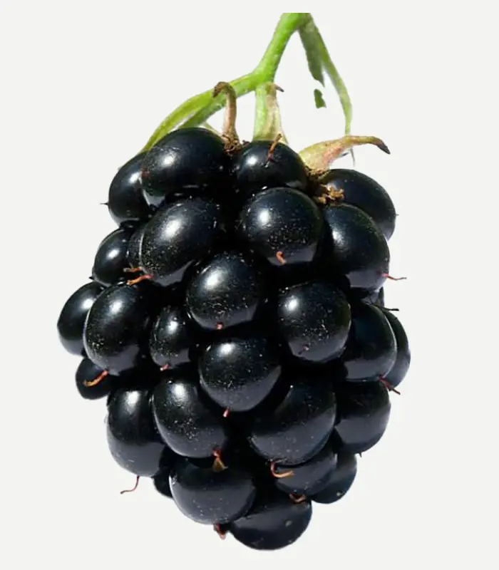 Black Berries-WS-1WP