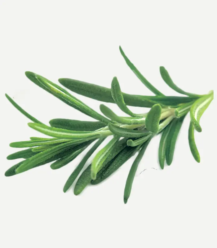 Rosemary Leaves-WS-1WP
