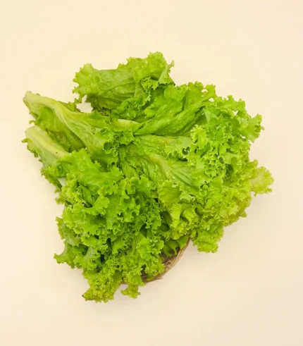 Lettuce Green (Iceberg)