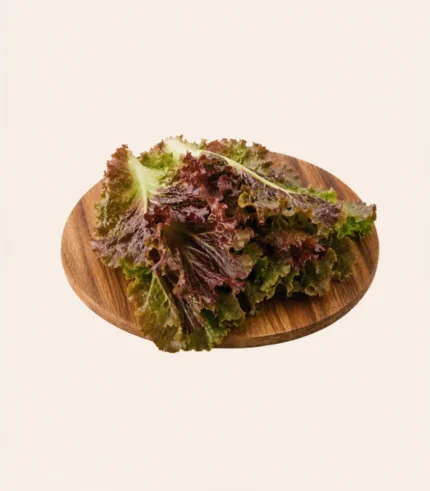 Lettuce Red-(Oak Leaves)
