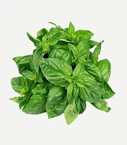 Basil Leaves