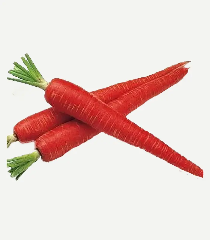Carrot-WS-5WP