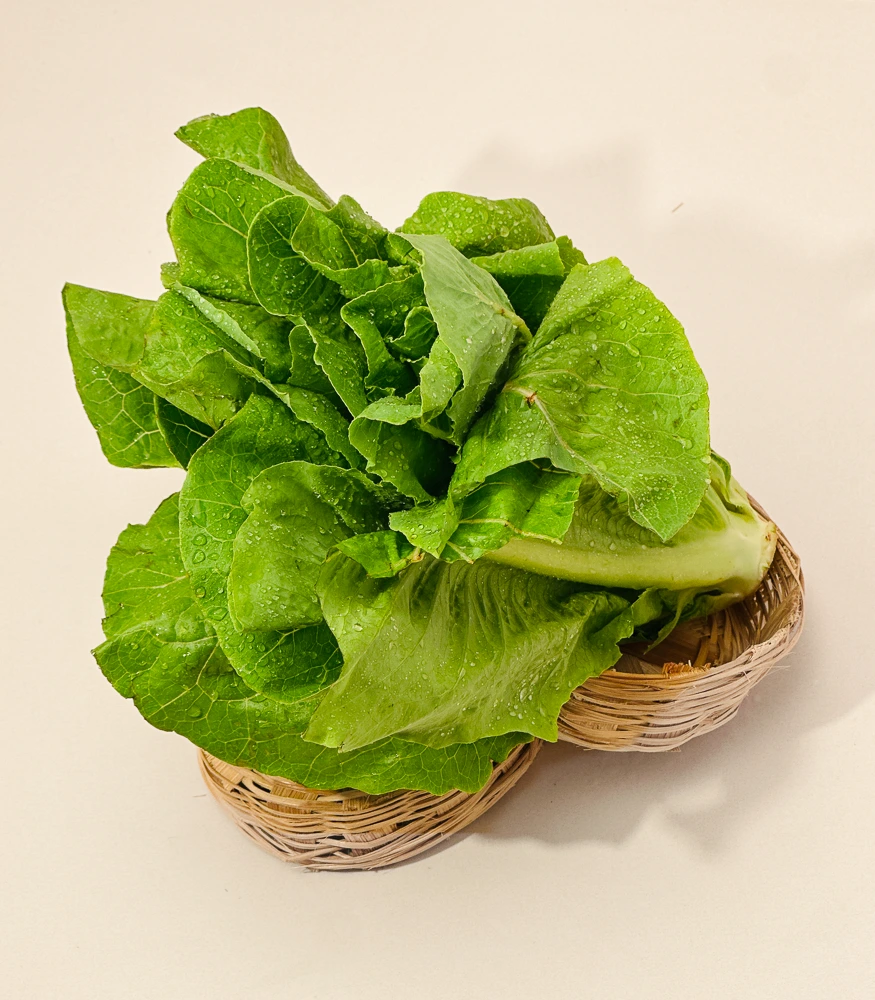 lettuce romain 10011-1