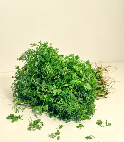 Coriander-Kathimir