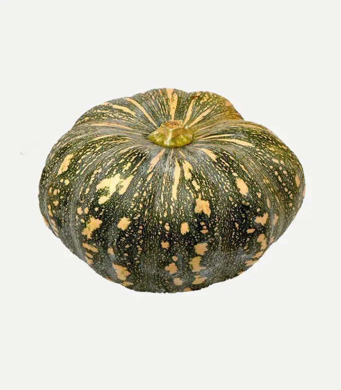 Pumpkin-WS-3WP