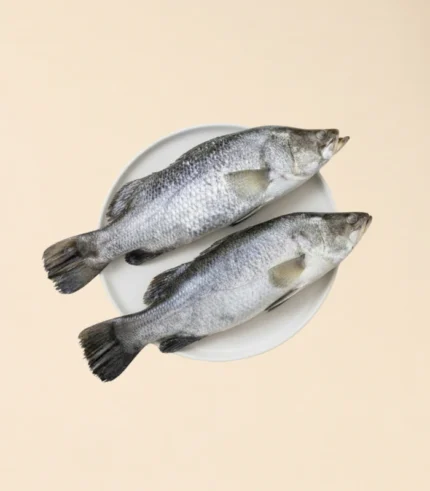 Sea Bass Medium
