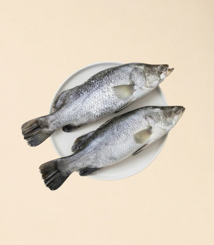 sea bass
