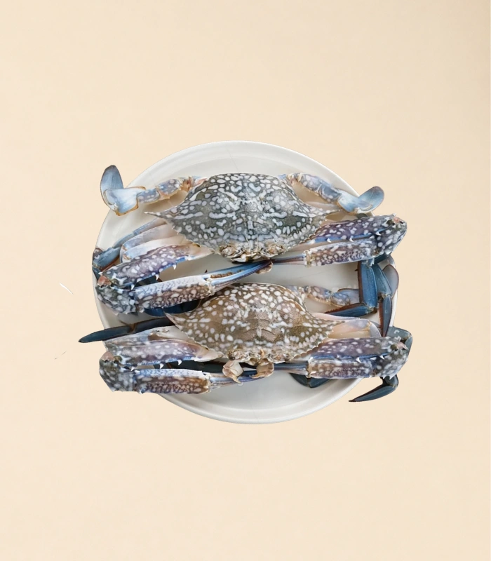 blue crab (1) (1)